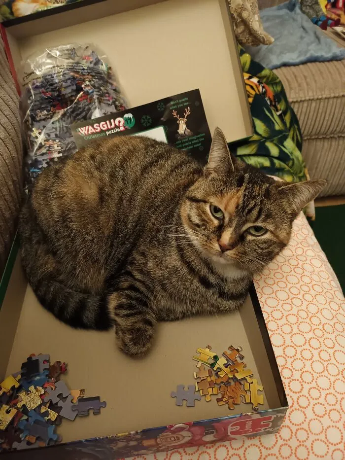 December 2022; Molly Not Only Owns The Christmas Tree But Also The Decorations, Food, Blankets, My Wasgij-Jigsaw Puzzles, Etc.