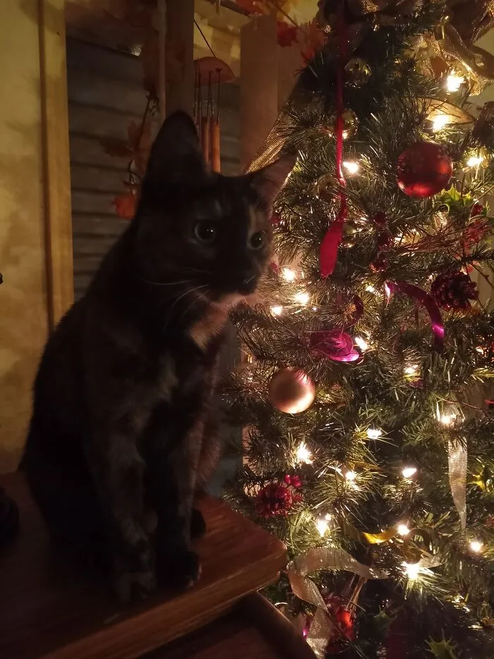 Mistry & The Tree