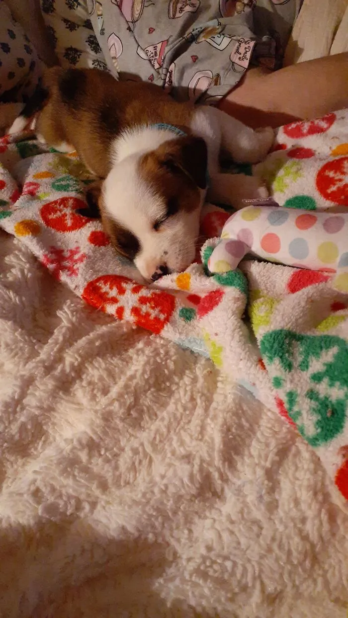 My Sweet Boy Bentley Taking A Nap