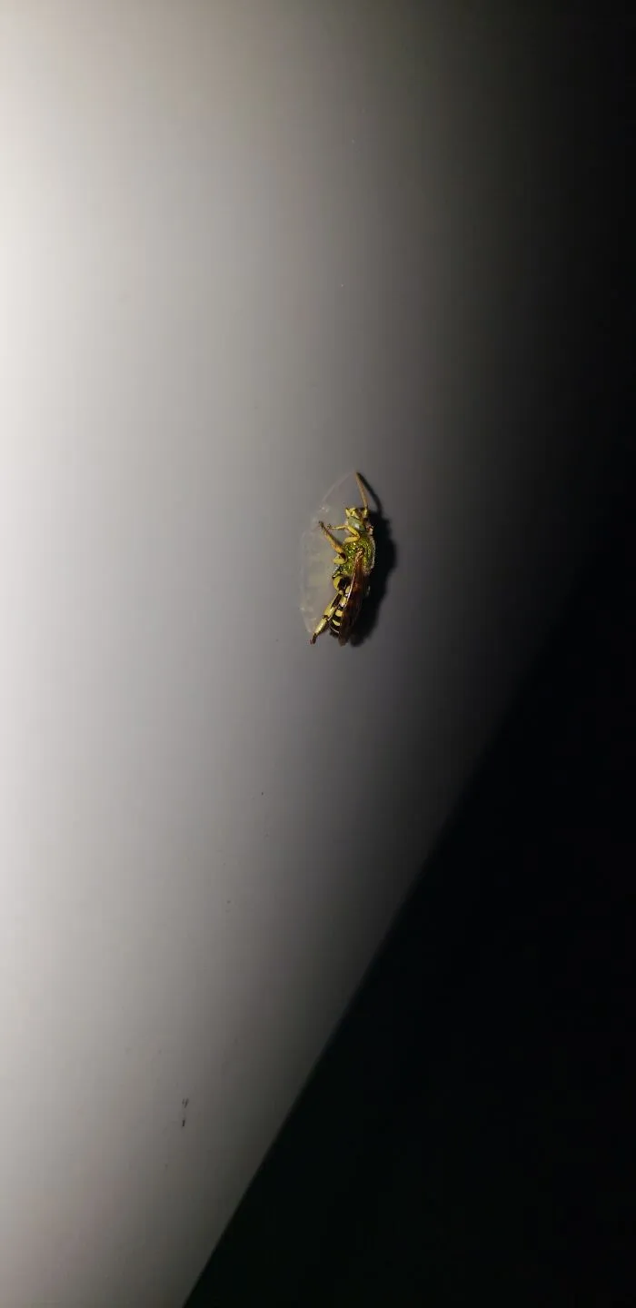 A Bee That Was On My Car. Hope He Found His Way Home