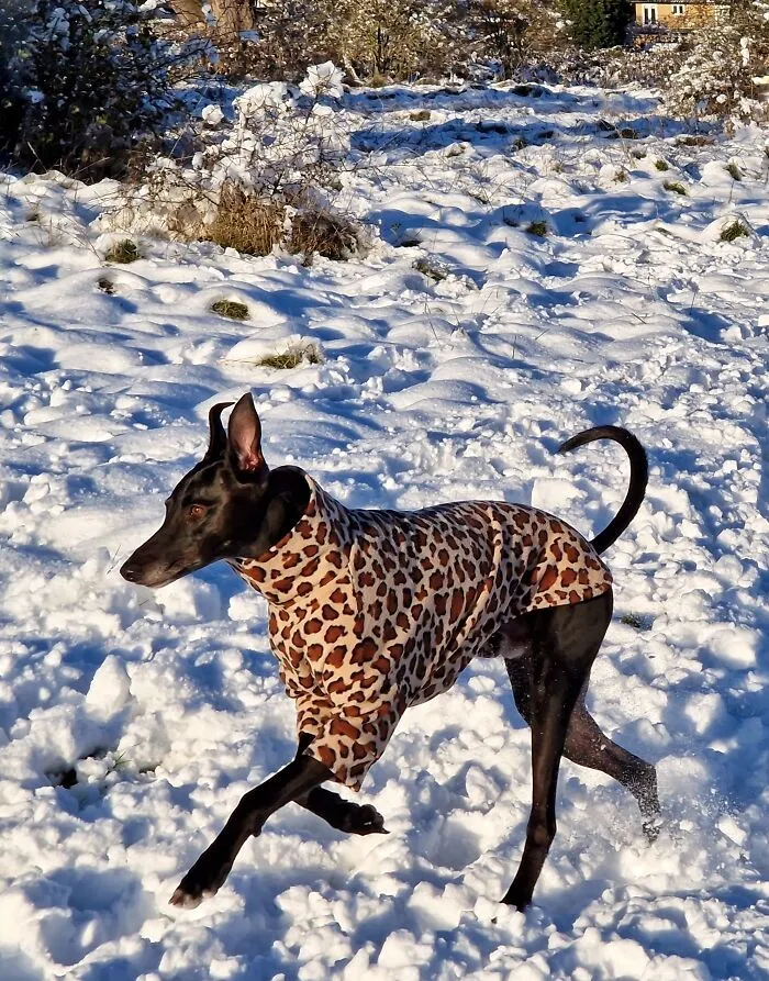 Big Dog Pretending To Be Big Cat: Harley