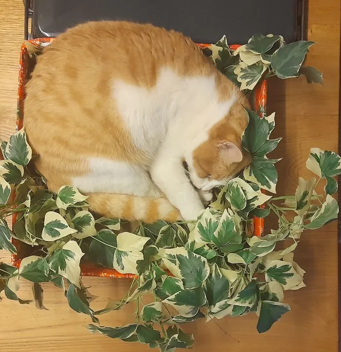 Winter Cat