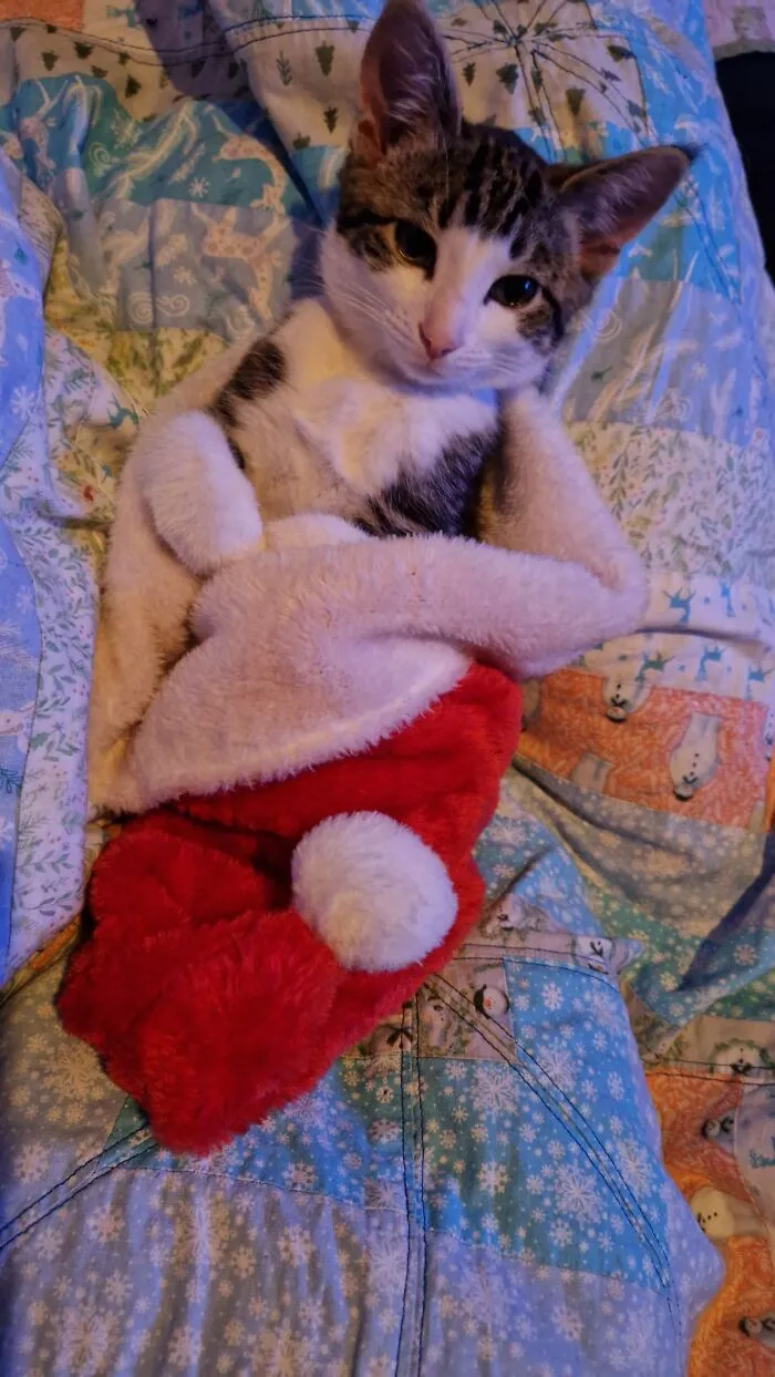 Eevee Our Rescued Girl Who Was Left Out Abandoned In Frozen Weather, Is Waiting For Her 1st Vist From Santa Paws