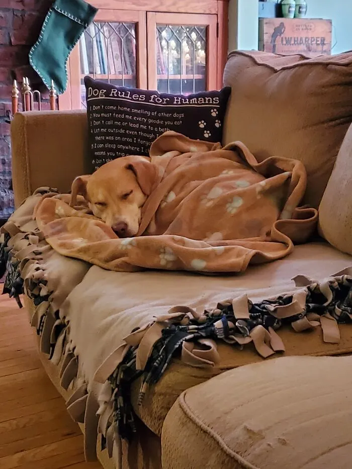 Queso From A Hurricane Flooded Shelter In Puerto Rico. She Was Pregnant, Had An Emergency C-Section, And Lost One Puppy. She Was Returned By Her First Family Because She 'Chased The Cats.' She Is The Sweetest Girl. 💗