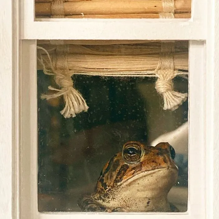 69 Pictures Of Toby The Toad Living An Old Man’s Life In This Decorated Dollhouse