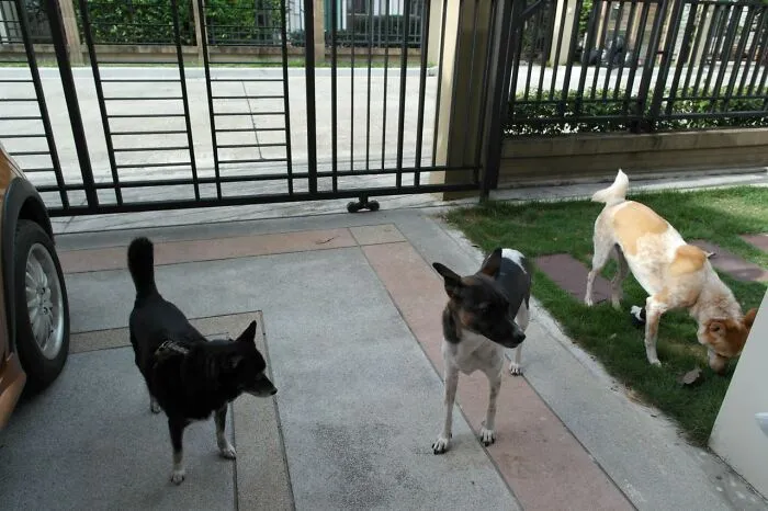 Woman Was Cornered By A Pack Of Domesticated Dogs By Their Owner's Command