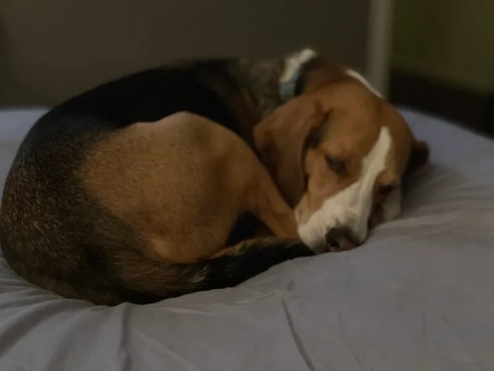 My Sleepy Boy Oscar. He’s A Hound Mix And He Sleeps All Day