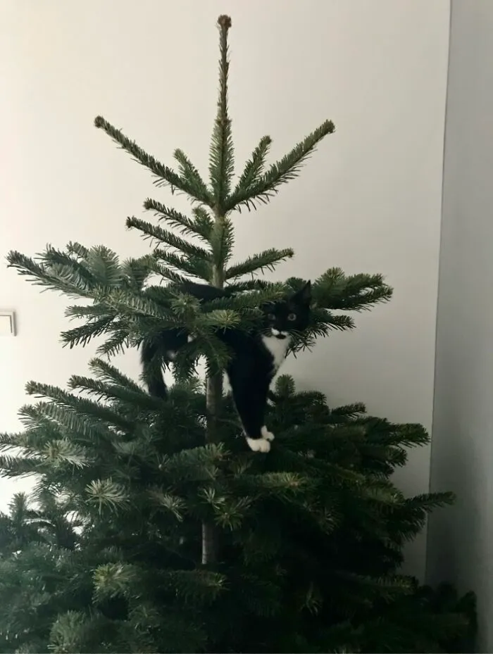 Meet Mary, The Ultimate Ornament