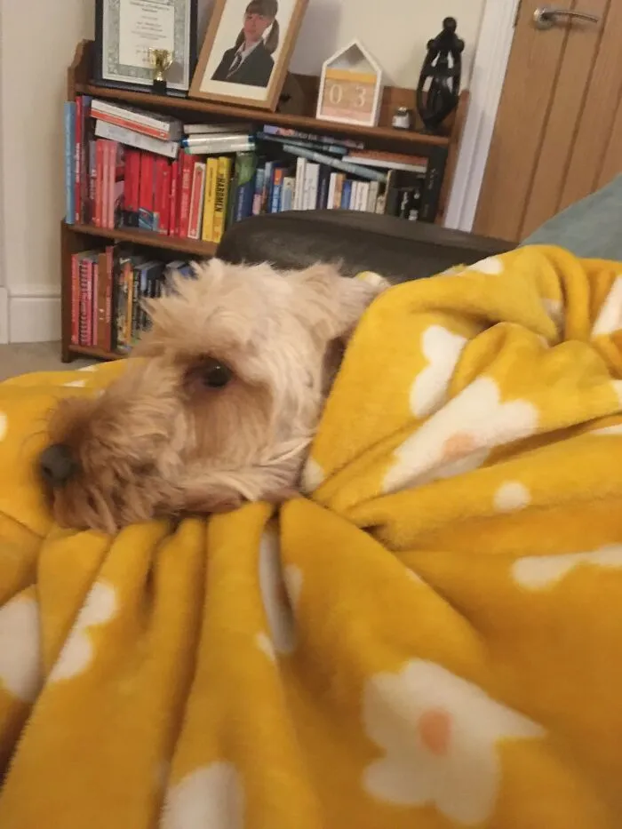 This Is A Blanket With A Stuffed Fake Dogs Head Sewn Onto It….i Swear To God