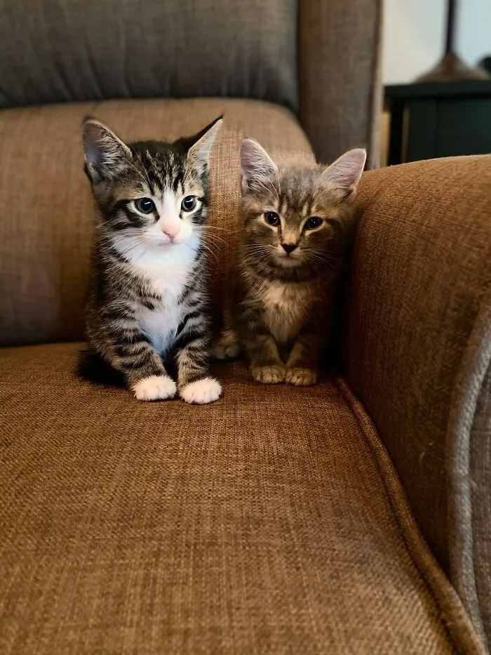 Antares And Zaniah. Rescued From A Dumpster Behind The School I Taught At
