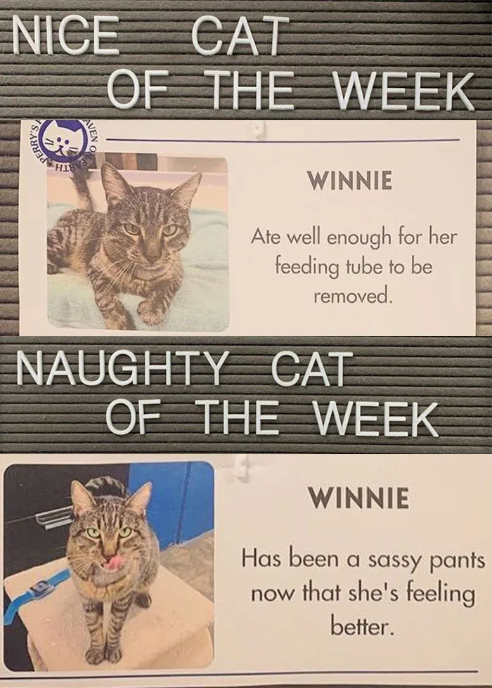 20 Pics Of Cats That Scored A Spot On The ‘Naughty And Nice’ Board At This Cat Rescue