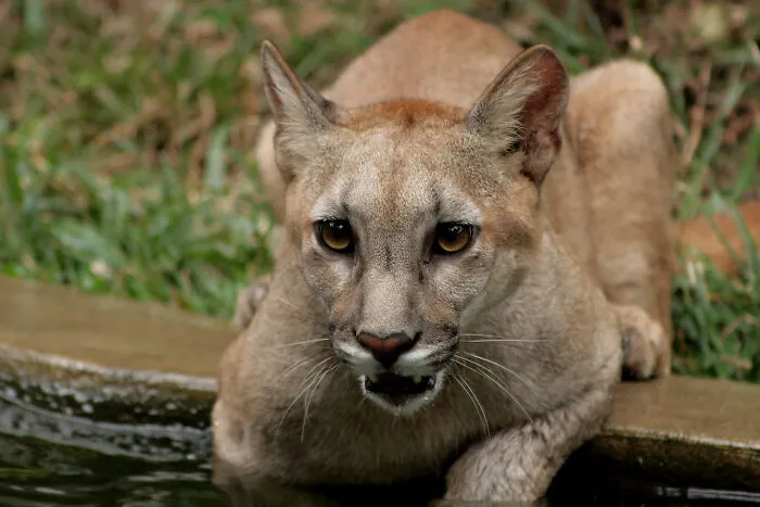 Person Encountered A Puma In Argentine Patagonia