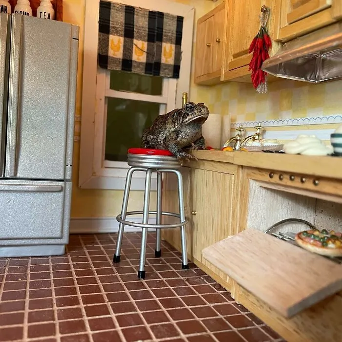69 Pictures Of Toby The Toad Living An Old Man’s Life In This Decorated Dollhouse