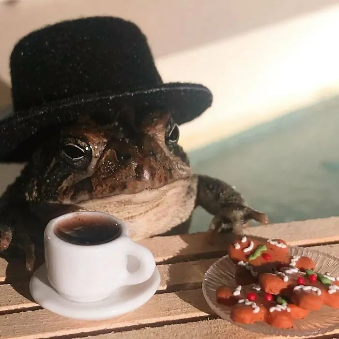 69 Pictures Of Toby The Toad Living An Old Man’s Life In This Decorated Dollhouse