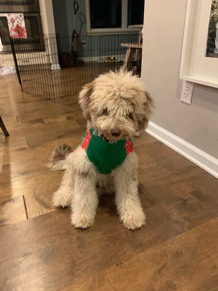 Gus In His Christmas/Winter Sweater (There’s An Alligator On The Back)