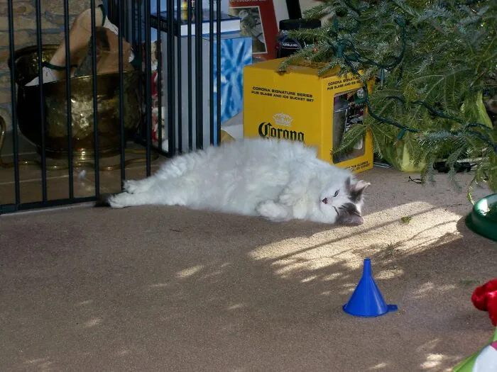 My Cat Tatters (Lived To The Age 22) After My Oldest Grandaughter's First Visit