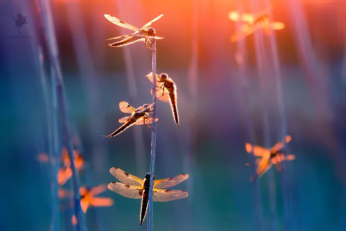 The Fire Fairies