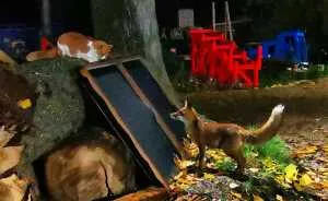 We Filmed A Wild Fox Visiting His Cat Friend