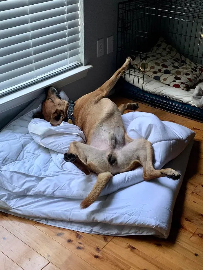 Trooper Aka "Paint Me Like One Of Your French Dogs"