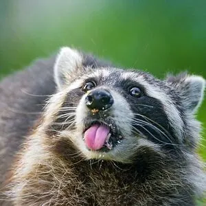 Gay-Trash-Panda