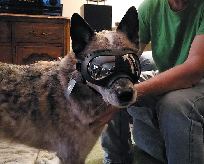 My Dog Hates Getting Rain/Wind In His Eyes, So My Dad Got Him Goggles For Christmas For When They Go Hiking