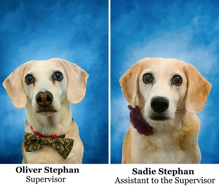 My Mom Has Been Working From Home Due To Covid And She’s Always Joked That The Dogs Are Her New Bosses. So For Christmas, I’m Printing These Out To Frame For Her Office