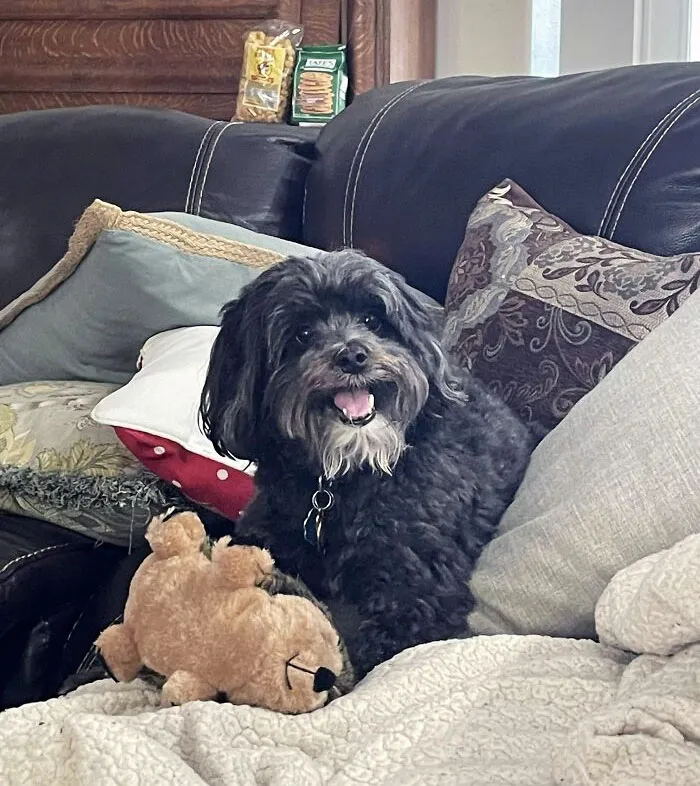 My Dog Is Happy With His New Christmas Present