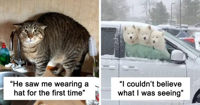 50 Wholesome Memes As Shared By This Page To Brighten Up Your Day (New Pics)