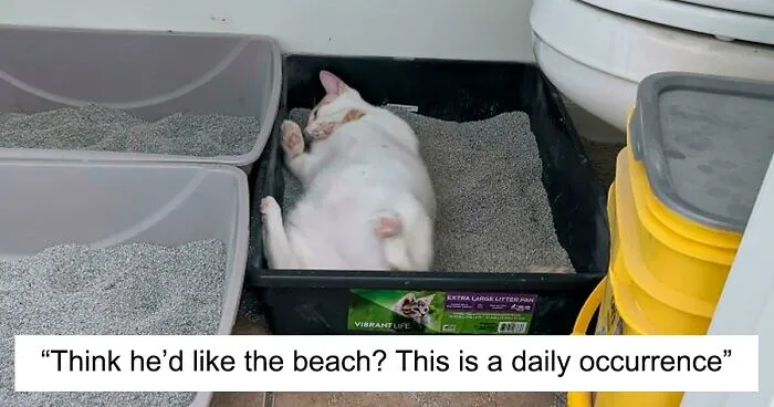 “What’s Wrong With Your Cat?”: 50 “Faulty” Cats That Can’t Stop Glitching (New Pics)
