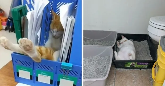 “What’s Wrong With Your Cat?”: 50 “Faulty” Cats That Can’t Stop Glitching (New Pics)
