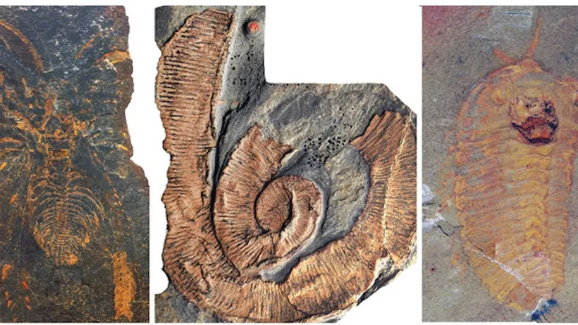 7-Foot-Long Arthropods Commanded The Sea 470 Million Years Ago, 'Exquisite' Fossils Show
