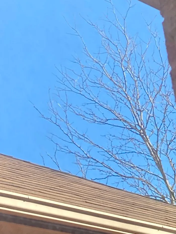 Not The Best View, But Usually There’s A Few Birds On The Tree