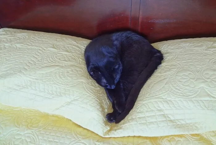 Asta Looks Like A Heart When He Burrows Between The Two Pillows On Our Bed