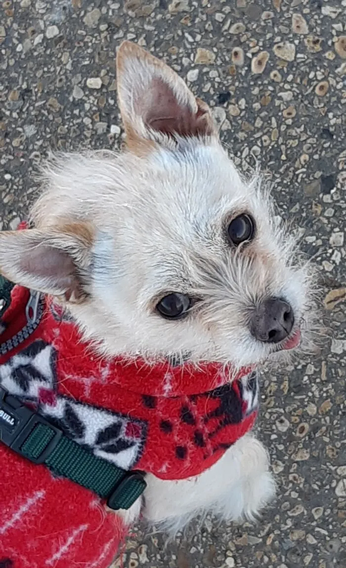Benny In His Winter Coat