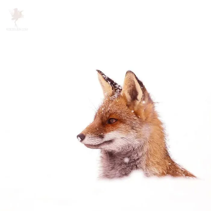 Out Of The White