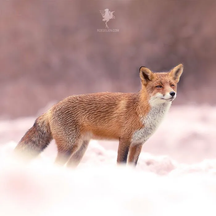 Fox On A Cloud