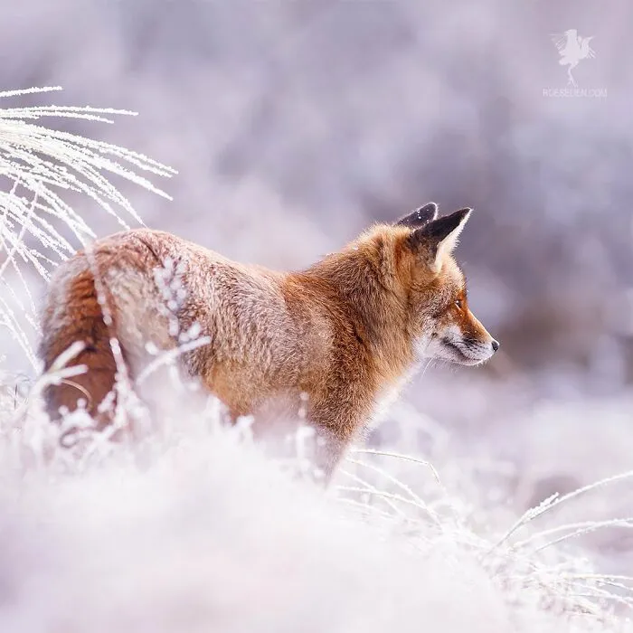 Frozen In Focus