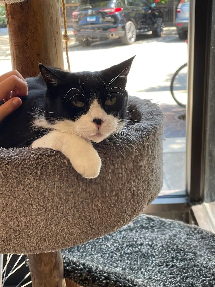 A Cat Who Lives At A Local Pet Store. His Name Is Spot And We’re Best Friends