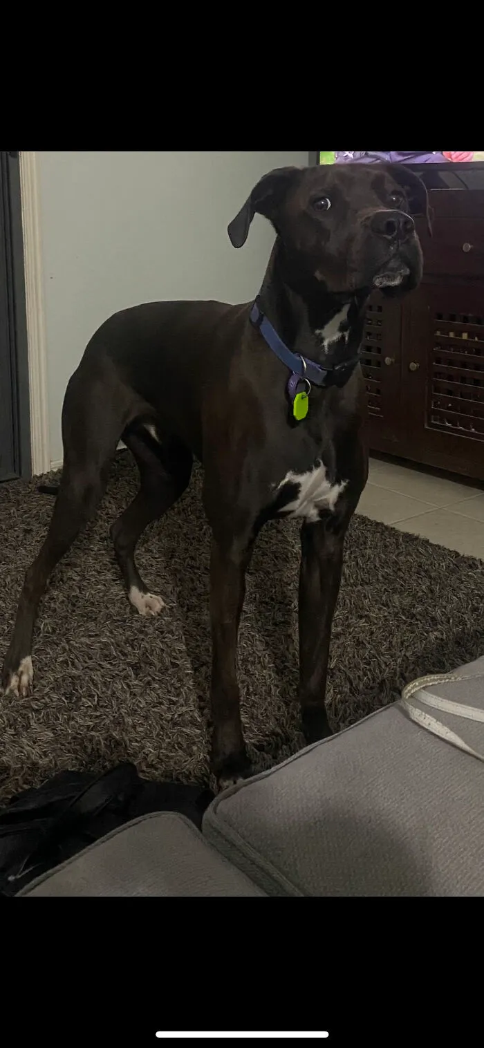 He Wanted Chocolate He Didn’t Get Any!