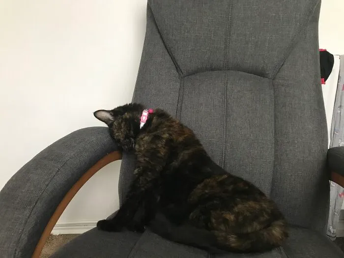 Crashed Out After A Catnip 1/2hr
