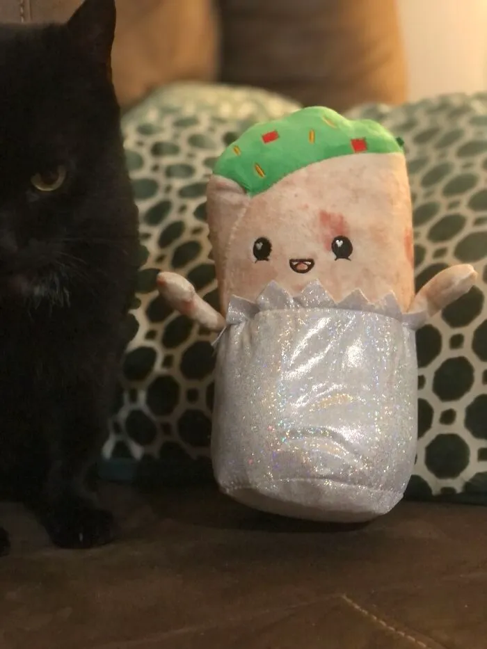 Burrito ❤️ *my Black Hole Kitty For Scale* Sorry No Banana :)