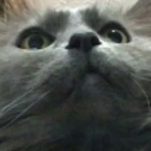 Fluffy Cato