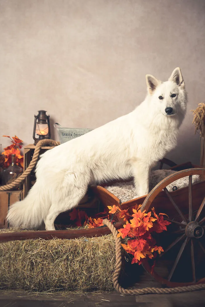 I Am A Professional Pet Photographer, And These Are The Best Shots I Took (25 Pics)