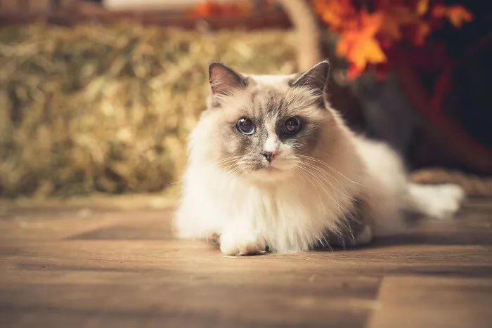 I Am A Professional Pet Photographer, And These Are The Best Shots I Took (25 Pics)