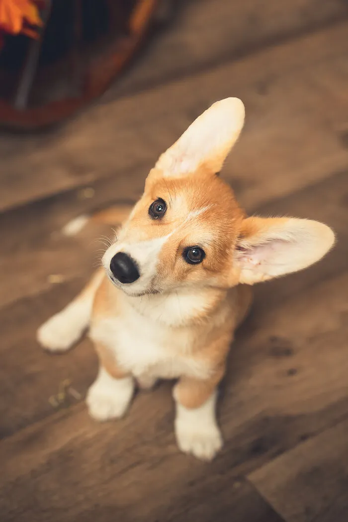 I Am A Professional Pet Photographer, And These Are The Best Shots I Took (25 Pics)