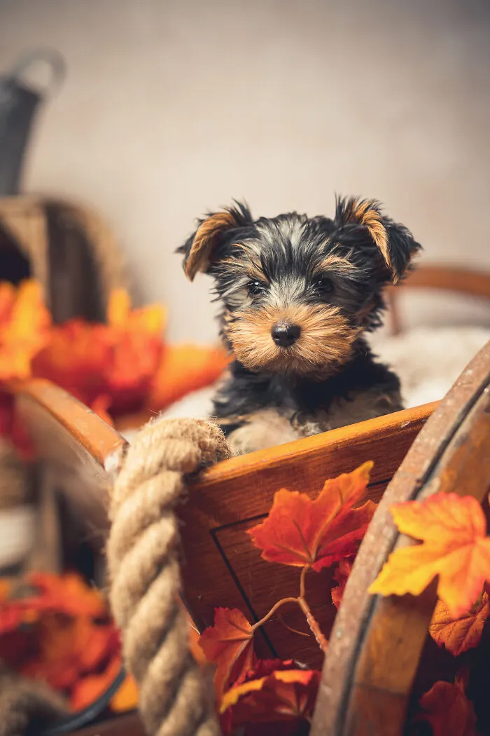 I Am A Professional Pet Photographer, And These Are The Best Shots I Took (25 Pics)