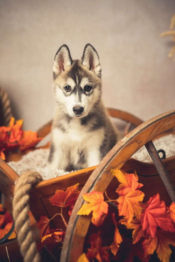 I Am A Professional Pet Photographer, And These Are The Best Shots I Took (25 Pics)