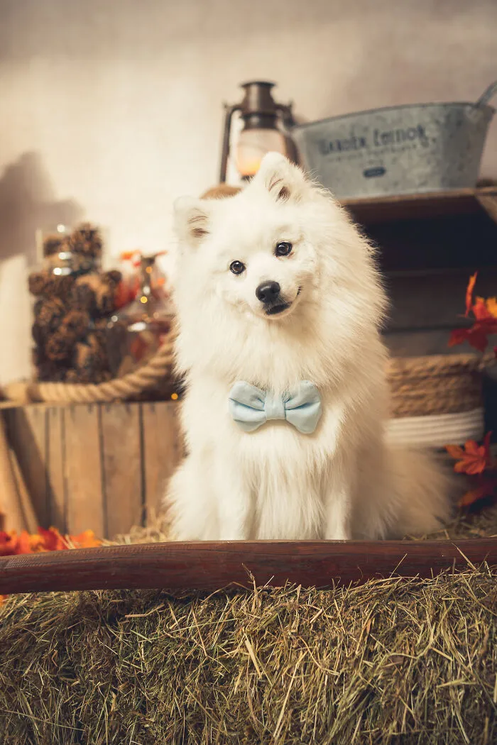 I Am A Professional Pet Photographer, And These Are The Best Shots I Took (25 Pics)