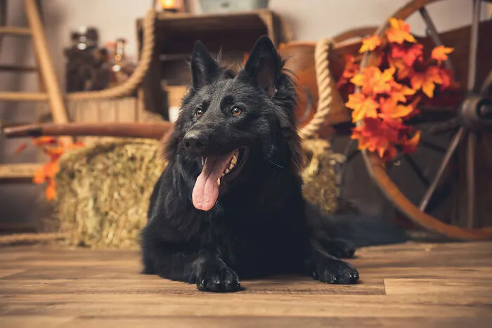 I Am A Professional Pet Photographer, And These Are The Best Shots I Took (25 Pics)