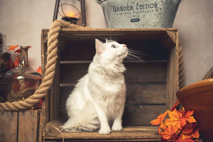 I Am A Professional Pet Photographer, And These Are The Best Shots I Took (25 Pics)